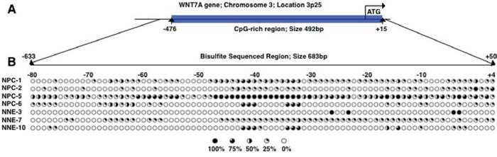 WNT7A is partially methylated in NPC clinical samples.