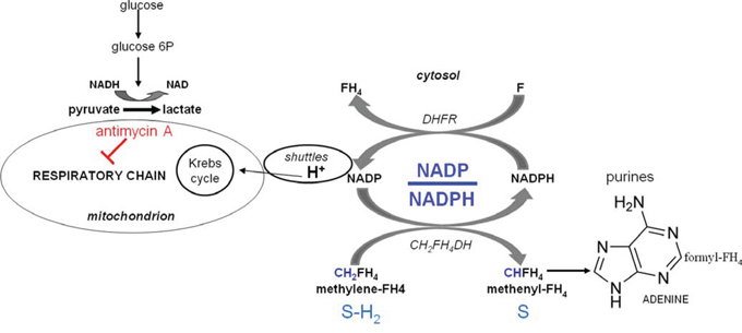 Scheme 1: Role of the cellular redox state in the control of purine synthesis.
