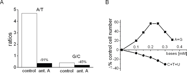 Effects of antimycin A on the A/T and G/C ratios in AH130 cells and of purine or pyrimidine addition on K562 cell number.