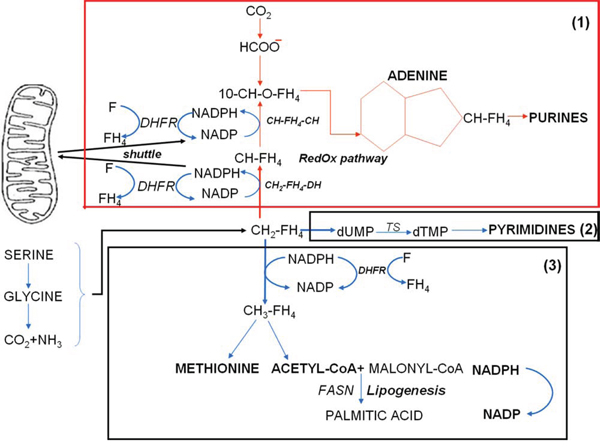 Scheme 2: The metabolic network controlling the synthesis of DNA bases as a function of folate metabolism.