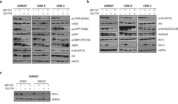 Effects of ABT-737/CCI-779 combination on Bcl-2 and PI3K/Akt/mTOR pathway in ALL cell lines.