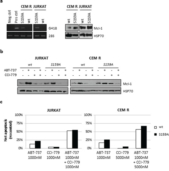 Mcl-1 downregulation is not dependent on proteasomal activity.