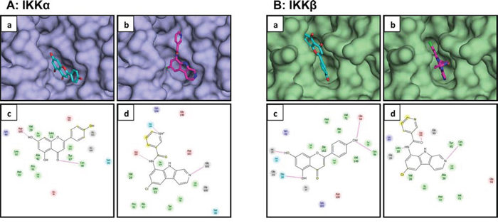 Molecular modeling of the interaction between apigenin and IKK&#x03B1;/&#x03B2;.