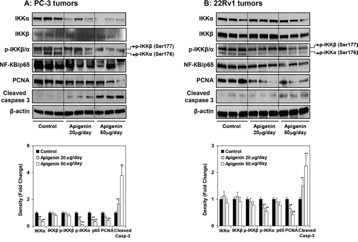 Effect of apigenin intake on the protein expression of IKK&#x03B1;/&#x03B2; and its phosphorylation, NF-&#x0138;B/p65, and markers of proliferation and apoptosis in prostate tumor xenograft specimens obtained from athymic nude mice.