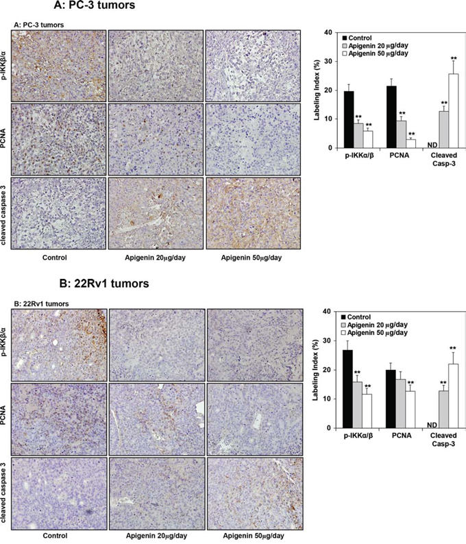 Effect of apigenin intake on the IKK&#x03B1;/&#x03B2; phosphorylation and extent of proliferation and apoptosis in prostate tumor xenograft specimens obtained from athymic nude mice.