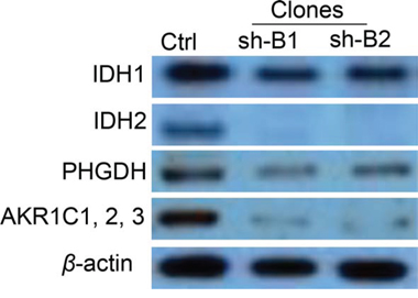 Western blot analysis of IDH1, IDH2, PHGDH and AKR1C1/2/3 protein expression in BCAT1 knockdown SKOV3 clones.
