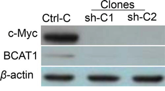 Western blot analysis of BCAT1 protein expression in shRNA-mediated c-Myc knockdown clones sh-C1 and sh-C2, compared to the control (Ctrl-C) clone.