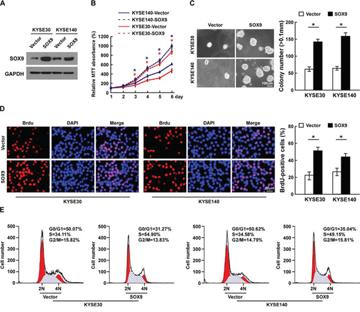 Overexpression of SOX9 promotes cell proliferation and tumorigenesis of ESCC in vitro.