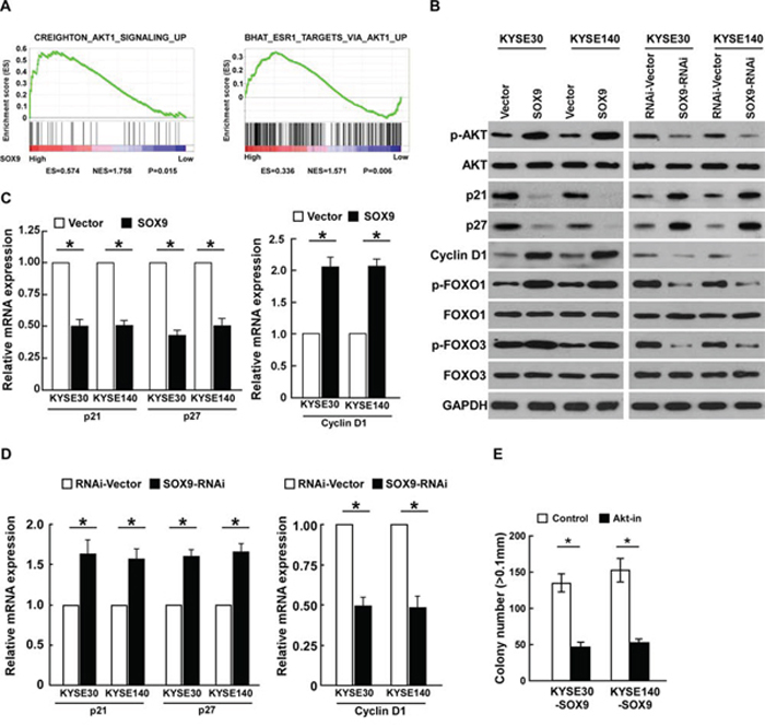 Overexpressing SOX9 activates the Akt signaling pathway.