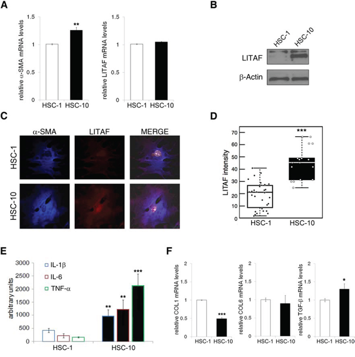 LITAF expression/activity and inflammatory response is upsized by serum in activated primary mouse HSCs.