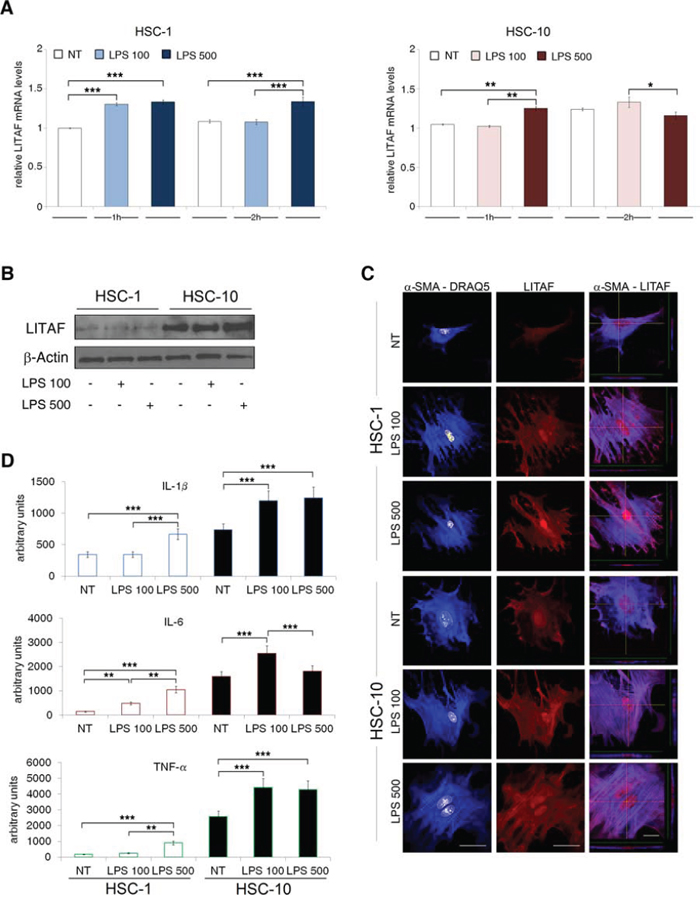 LPS increases LITAF and pro-inflammatory markers expression in HSC-1 and HSC-10.