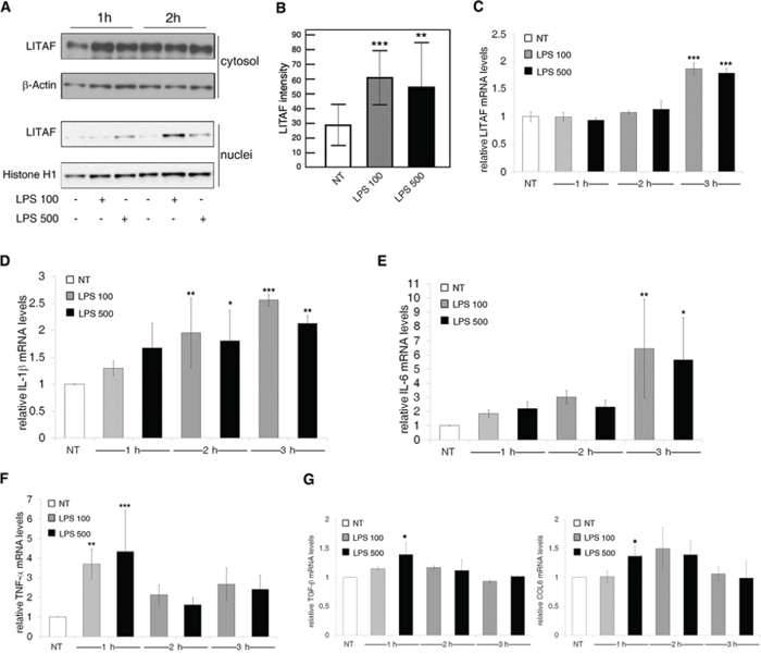 LPS induces LITAF nuclear translocation and inflammatory and fibrotic responses in LX-2 cells.