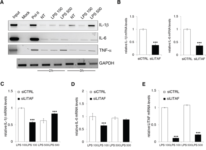 LITAF binds and regulates IL-1&beta; and IL-6 promoters.