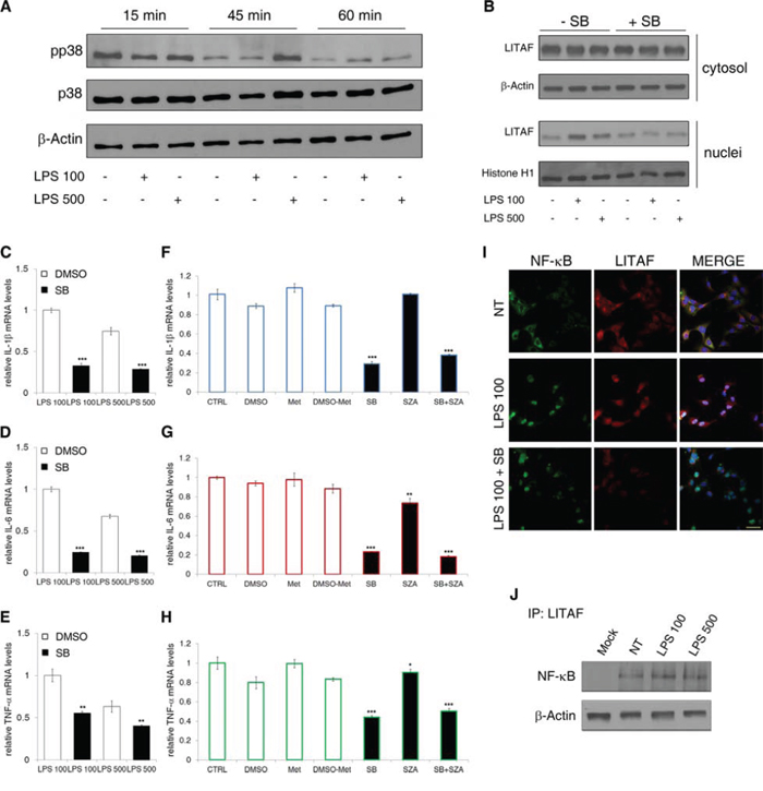 p38MAPK and p65NF-&kgreen;B role in LITAF nuclear translocation and activity.