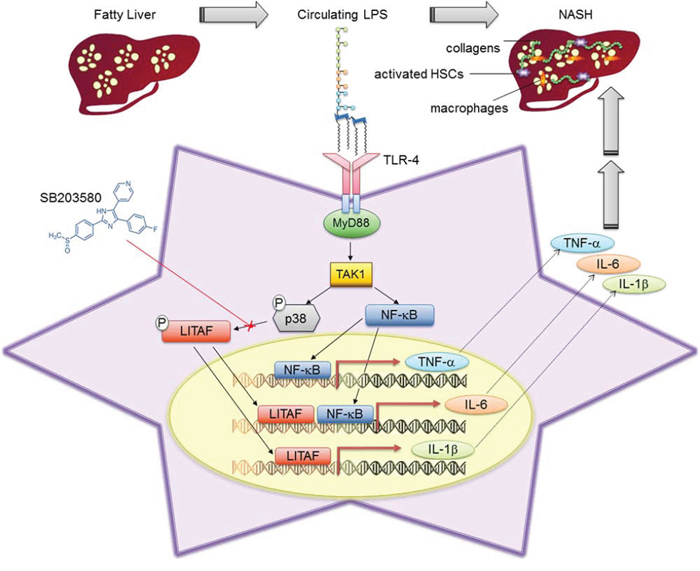 Schematic representation of LPS-induced LITAF transcription role in HSCs during NAFLD.