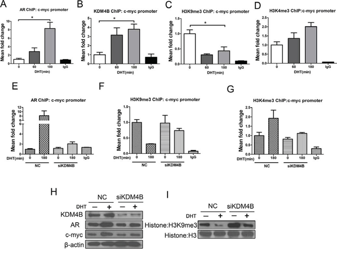 KDM4B activates AR target c-myc by demethylating H3K9me3 in response to androgens in MFE-296 cells.