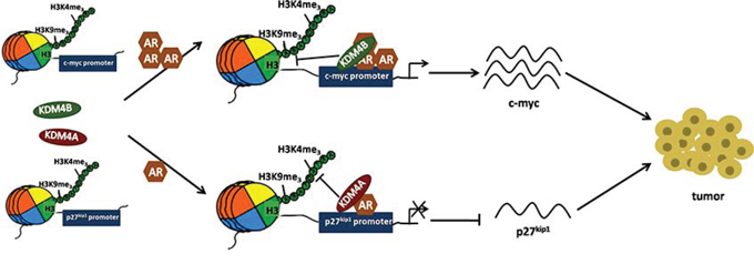 Schematic of KDM4B and KDM4A regulation of AR signaling in EC.