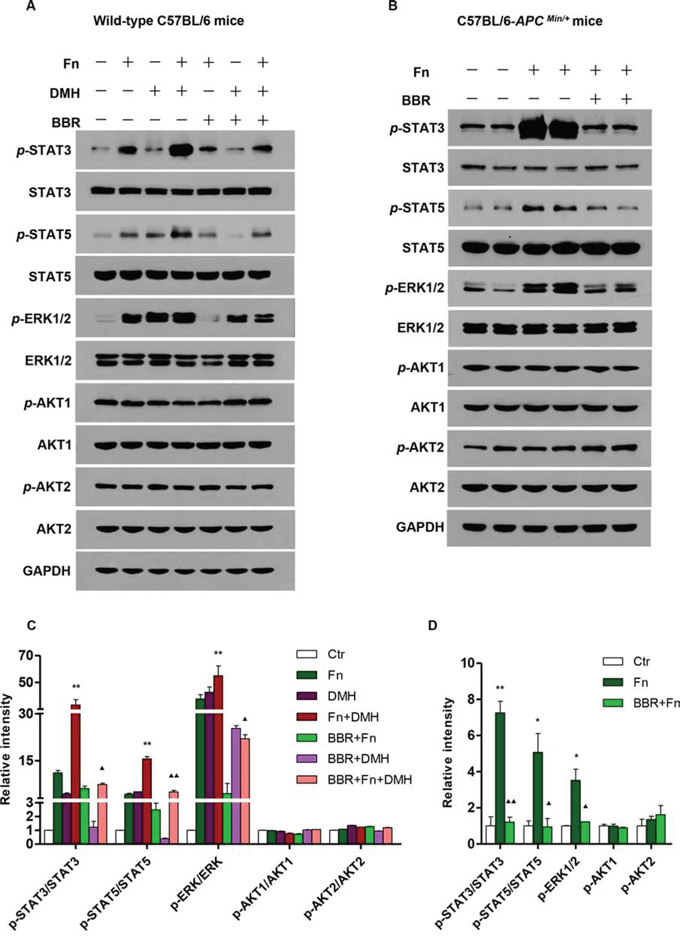 BBR inhibited colon tumorigenesis induced by F. nucleatum in mice by modulating JAK/STAT and MAPK pathways.