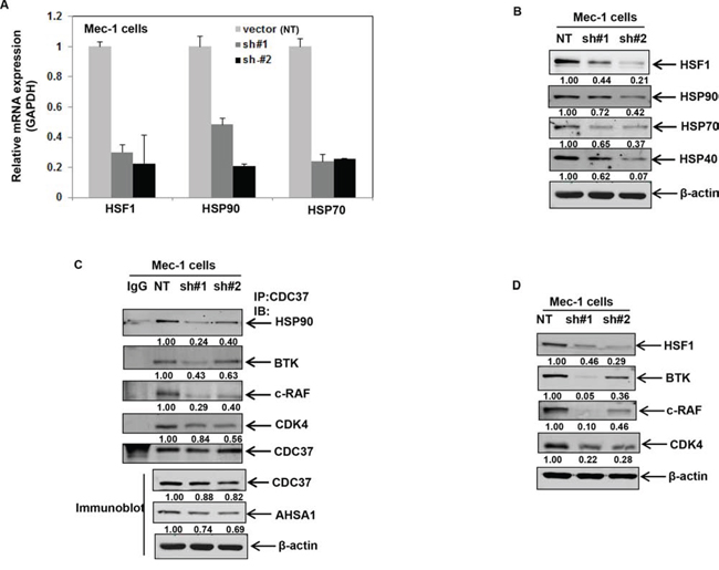 Stable shRNA-mediated knockdown of HSF1 disrupts binding of HSP90 to CDC37 and HSP90 client proteins.