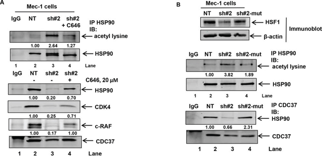 Treatment with the p300 inhibitor C646 or expression of shRNA insensitive HSF1 construct decreases HSF1-knockdown induced HSP90 acetylation and binding of HSP90 to CDC37.