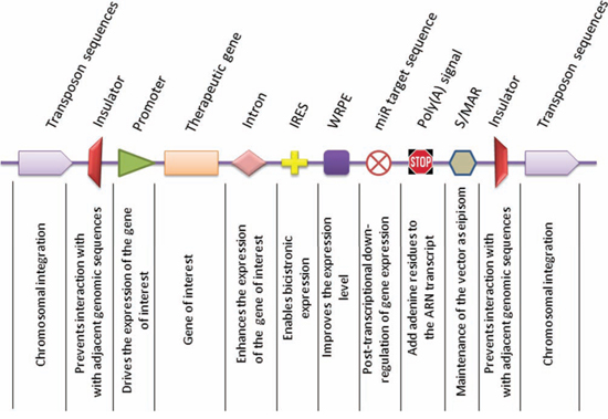 Representative components of gene delivery vectors.