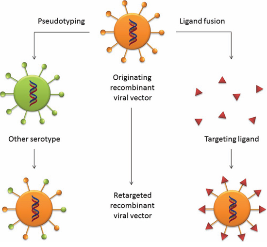 Retargeting strategies for viral vectors.