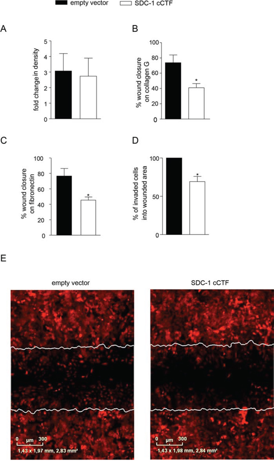 Overexpression of syndecan-1 cCTF blocks cell migration and invasion.