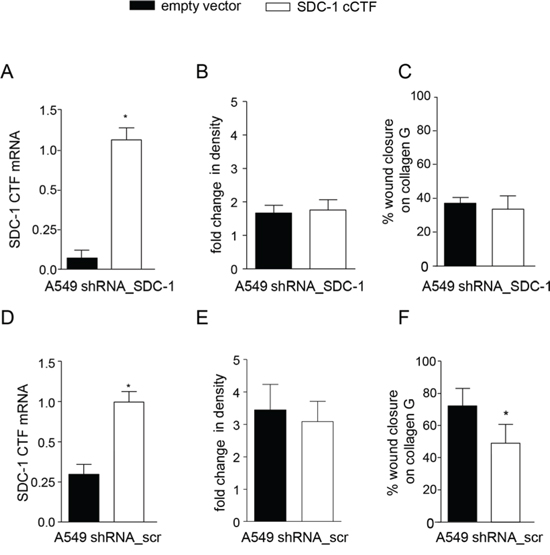 Syndecan-1 cCTF cannot suppress cell migration of syndecan-1 deficient cells.