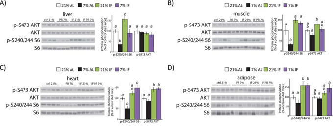 A protein restricted diet inhibits mTORC1 signaling in vivo.