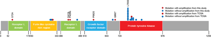 Gene map of ERBB2 mutations.