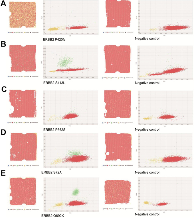 Digital PCR results of the patients who were HER2-positive and HER2 mutation.