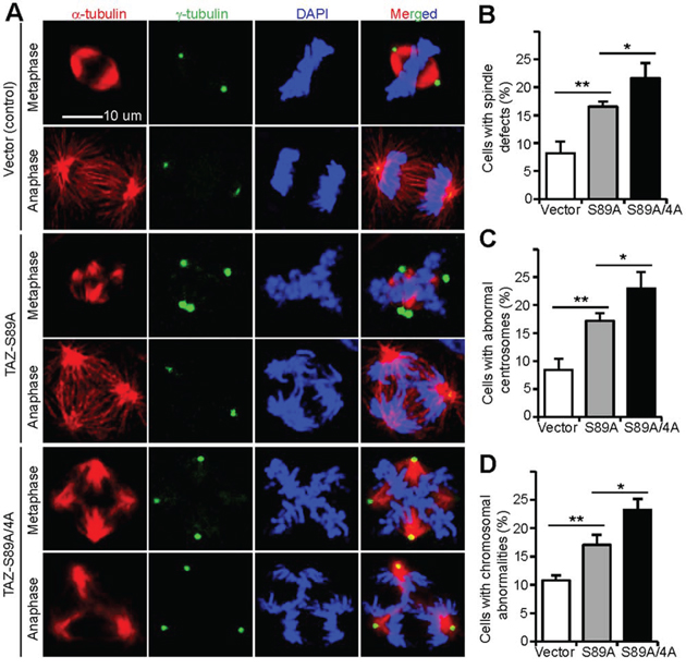 Non-phosphorylatable TAZ induces mitotic defects in MCF10A cells.
