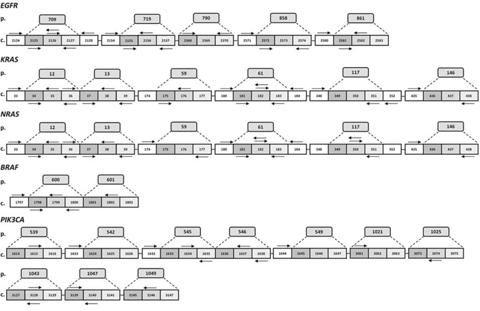 Schematic representation of PentaPanel platform.