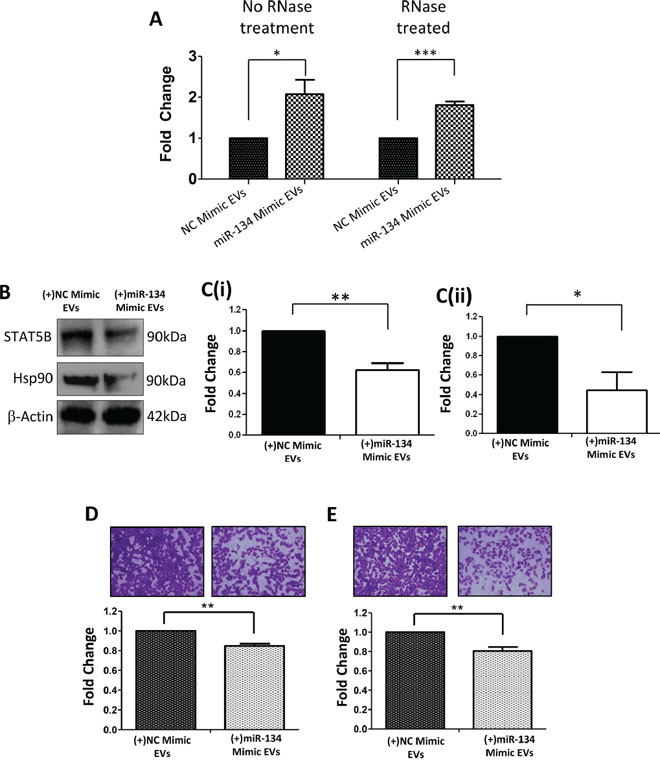 Effects, on recipient cells, of miR-134-enriched EVs expelled from miR-134-over-expressing Hs578Ts(i)8 cells.