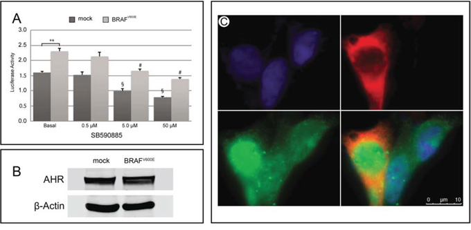 Effect of BRAFV600E on AHR expression/activity in HEK293 cells.