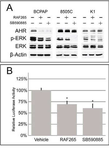 Effect of BRAF inhibitors on AHR expression and activity in thyroid cell lines.