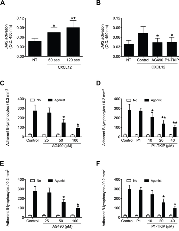 JAK2 is activated by CXCL12 and mediates B-lymphocyte static adhesion to ICAM-1 and VCAM-1.