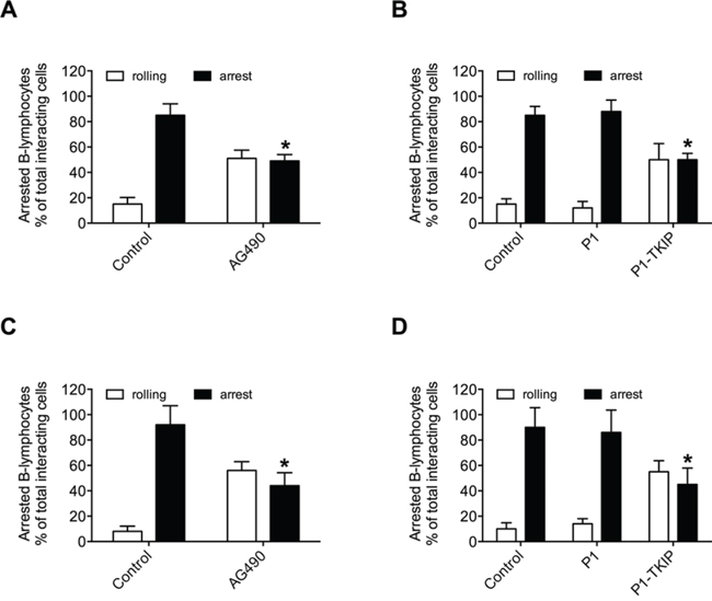 JAK2 mediates CXCL12-mediated B-lymphocyte underflow adhesion to ICAM-1 and VCAM-1.