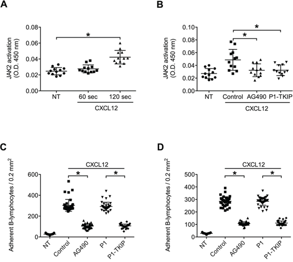 JAK2 is activated by CXCL12 and mediates CLL B-lymphocytes static adhesion to ICAM-1 and VCAM-1.