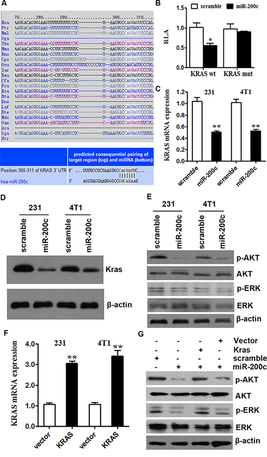 miR-200c inhibits the AKT and ERK pathways by targeting KRAS.