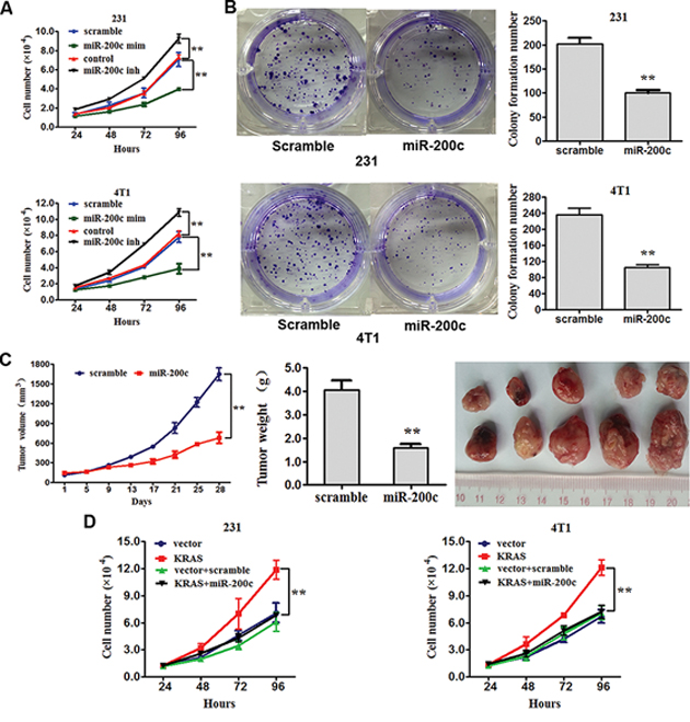 miR-200c inhibits the proliferation and clone formation of breast cancer by targeting KRAS.