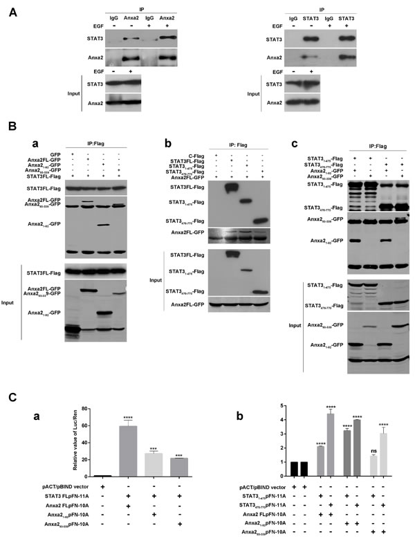 Anxa2 binds directly to STAT3 in breast cancer cells.