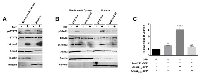 Anxa2 enhances the transcriptional activity of STAT3 .