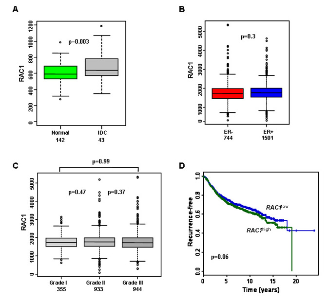 RAC1 is more highly expressed in breast cancer and is associated with poor prognosis.