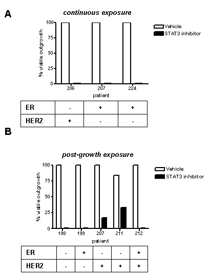 STAT3 inhibition blocks tumour outgrowth ex vivo.