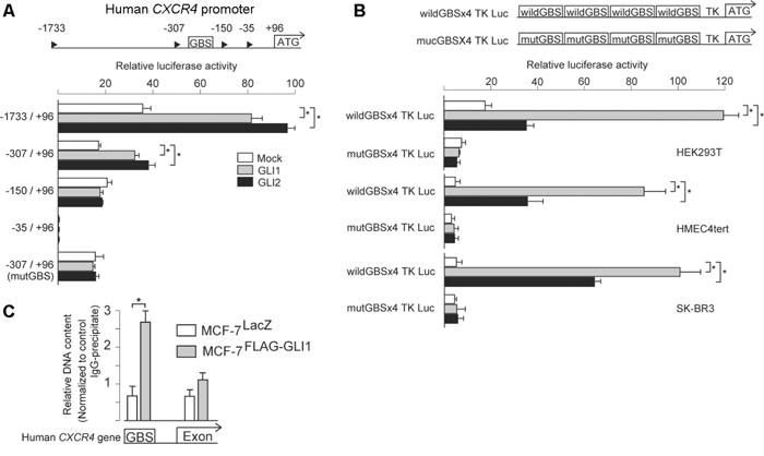 CXCR4 is a direct target of GLI1.