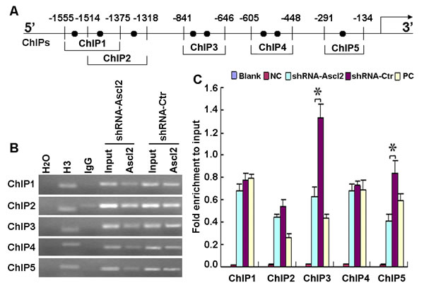 Ascl2 binding to the human CDX2 promoter.