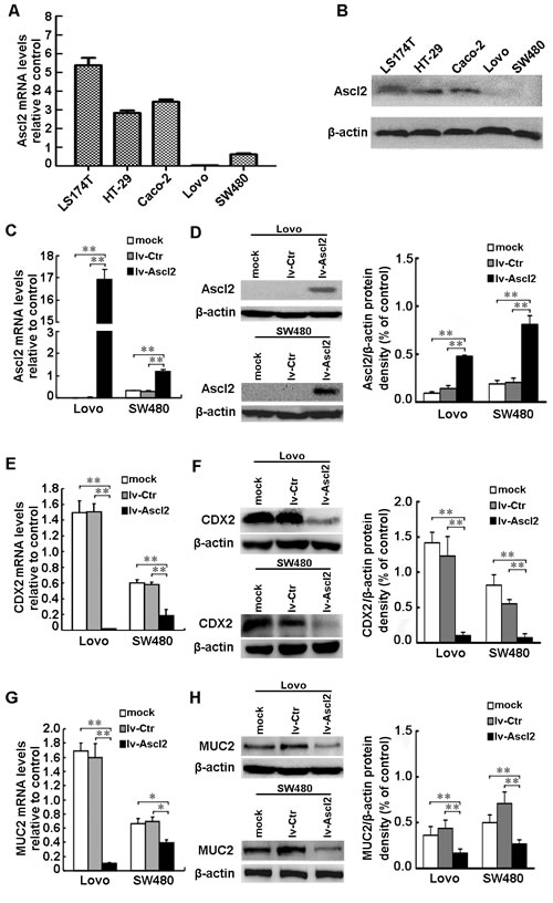 Ascl2 over-expression in CRC cells suppressed CDX2 and MUC2 expression.