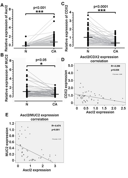 Correlations between Ascl2 mRNA levels and CDX2 and MUC2 mRNA levels in human colorectal carcinoma tissues.