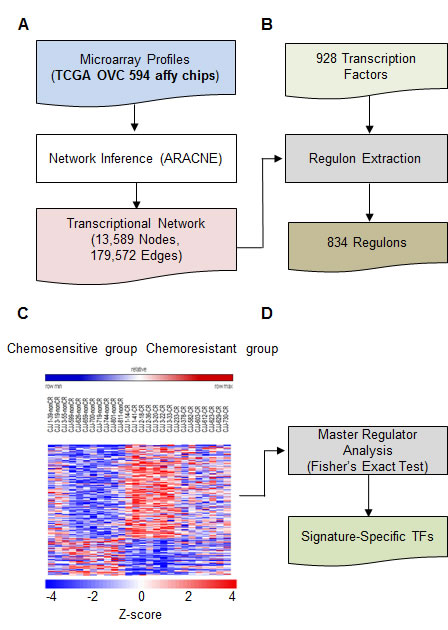 Overview of transcriptional network involved in the development of drug resistance.